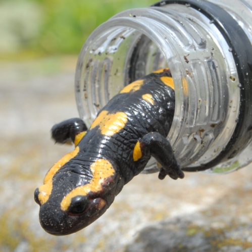 le plongeon de la salamandre